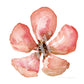 Flower | Watercolor Sketch | Digital Print